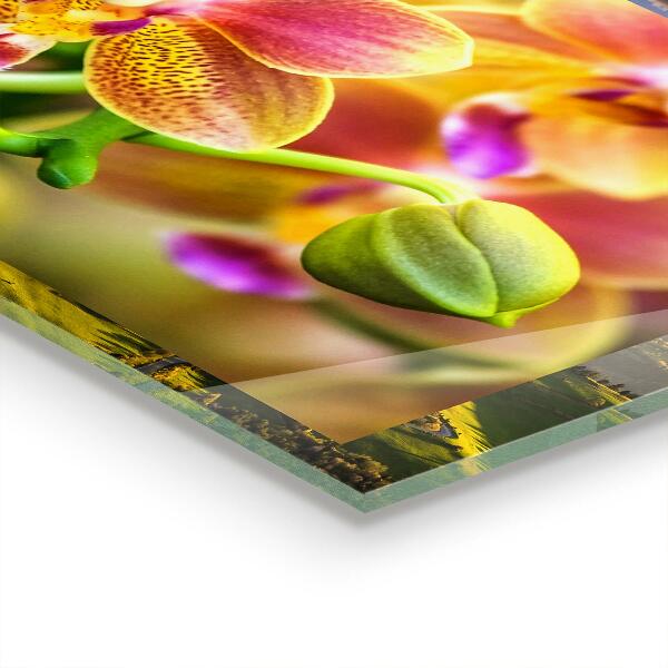 Keuken achterwand glas Oranje Orchidee