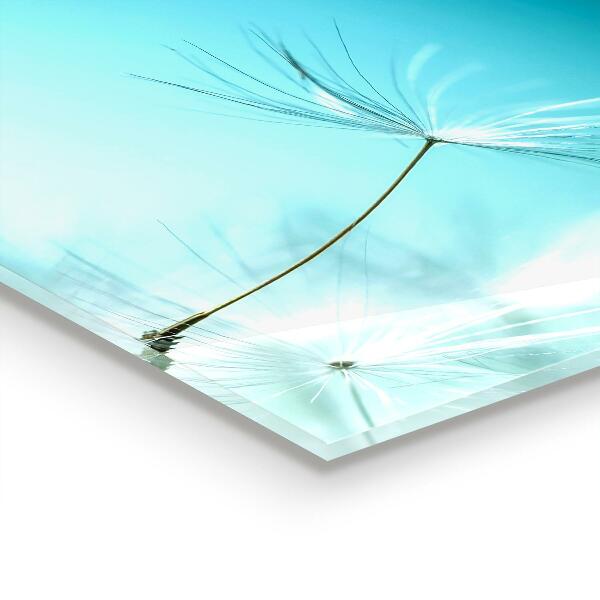 Spatscherm keuken glas Paardenbloem in de wind