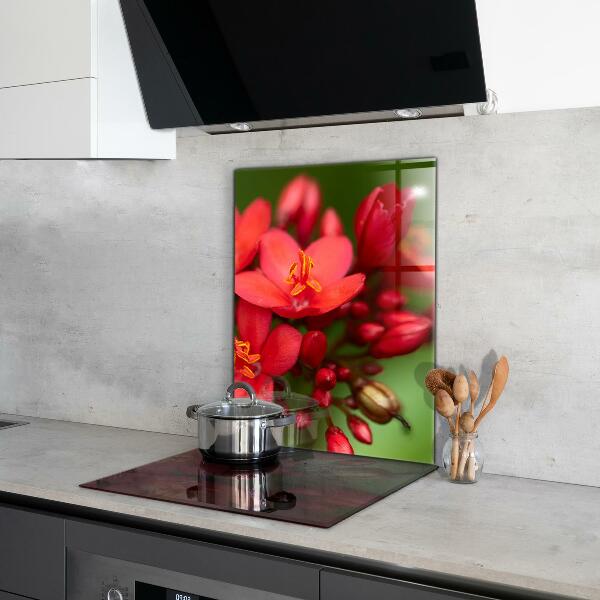 Keuken achterwand glas Bloeiende bloemknoppen