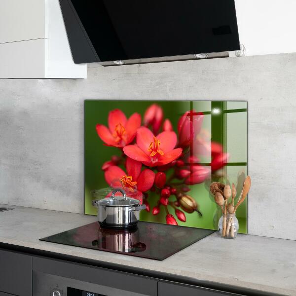 Keuken achterwand glas Bloeiende bloemknoppen