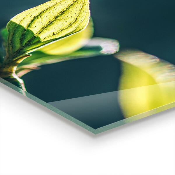 Spatplaat keuken Glanzend blad aan een tak