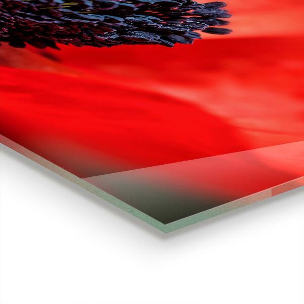 Spatplaat keuken Details van de rode klaproos