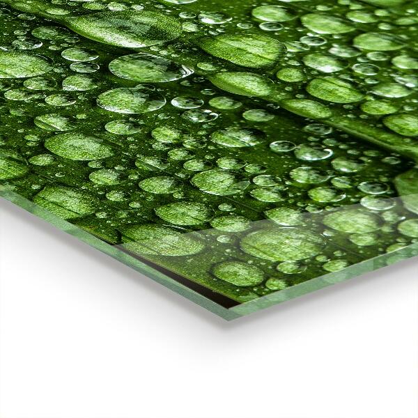 Keuken achterwand glas Een groen blad na de regen