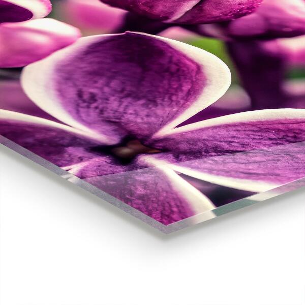 Spatscherm keuken glas Roze lelies, natuurlijke schoonheid