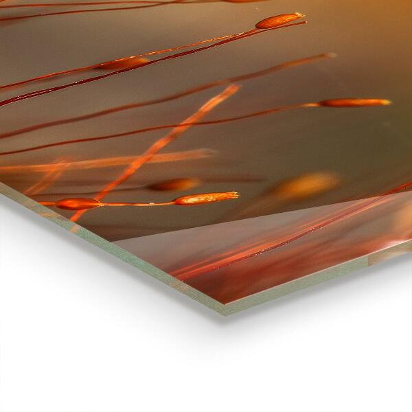 Foto achterwand keuken Graanveld bij zonsondergang