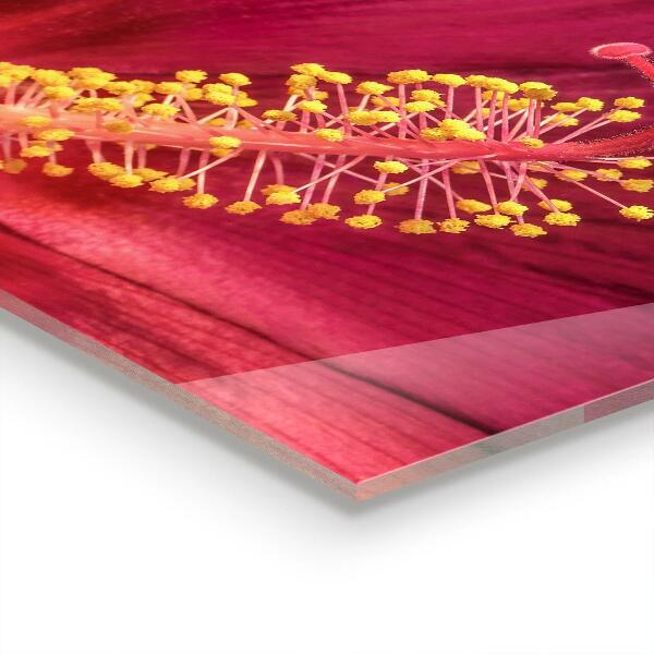 Spatscherm keuken glas Roze hibiscus