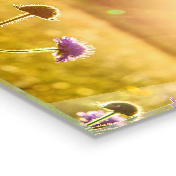 Keuken achterwand glas Zomerse bloeiende weide