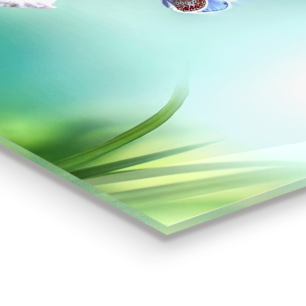 Keuken achterwand glas Zomerweide vlinderbloem