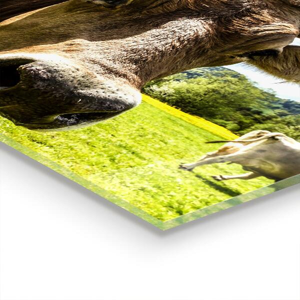 Achterwand keuken Landelijk klimaat Koeienveld