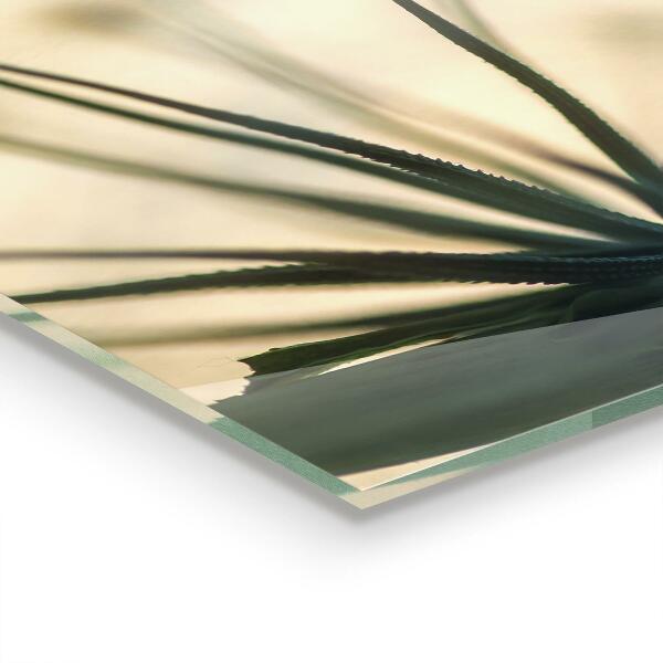 Spatplaat keuken Prachtige, delicate paardenbloem