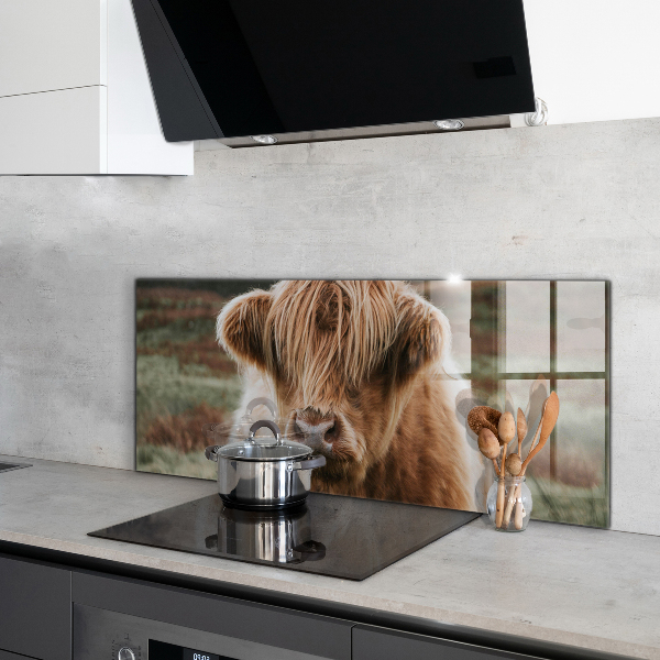 Spatscherm keuken glas Cow Highland-stijl cottage