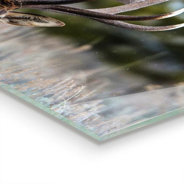 Achterwand keuken Herten in het wild