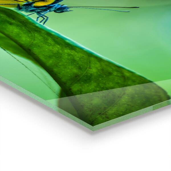 Foto achterwand keuken Vlinder die rust op een blad